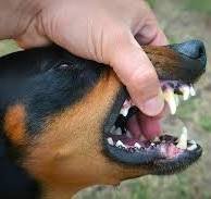 La Poste - Prévention Morsure de chien