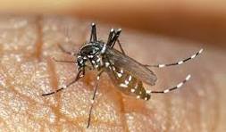 Moustique tigre : prévenir son développement et sa prolifération